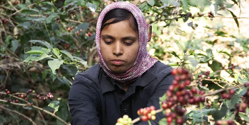 Familiengeführte Kaffeefarm in der Malabar-Region, wo die Indien Monsooned Malabar AA Kaffeebohnen nachhaltig angebaut werden