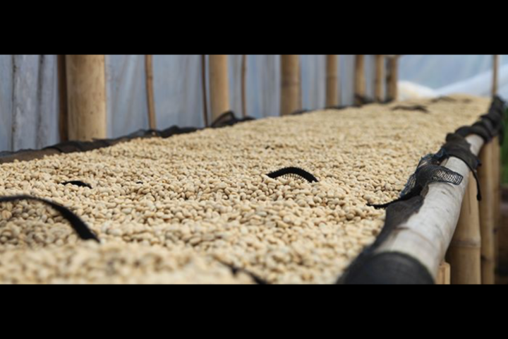Kaffeeernte in den Gayo Highlands, Aceh Region