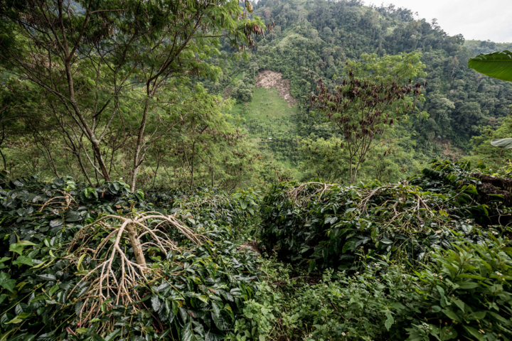Indonesischer Röstkaffee – frisch gemahlene Kaffeebohnen aus Indonesien - Sumatra, aromatisch und vollmundig, ganze Bohne 1312