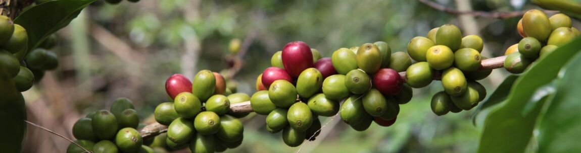 Indonesischer Röstkaffee – frisch gemahlene Kaffeebohnen aus Indonesien - Sumatra, aromatisch und vollmundig, ganze Bohne 222