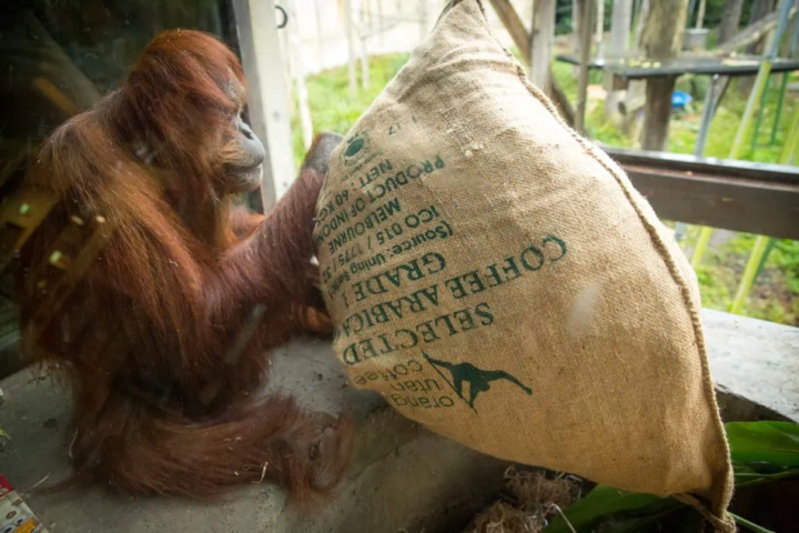 Indonesischer Röstkaffee – frisch gemahlene Kaffeebohnen aus Indonesien - Sumatra, aromatisch und vollmundig, ganze Bohne 565
