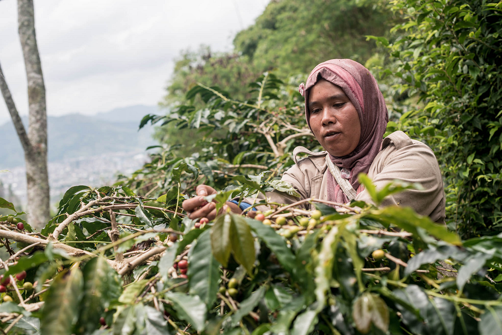 Indonesischer Röstkaffee – frisch gemahlene Kaffeebohnen aus Indonesien - Sumatra, aromatisch und vollmundig, ganze Bohne Umang Isaq