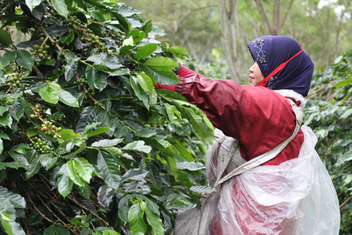 Indonesischer Röstkaffee – frisch gemahlene Kaffeebohnen aus Indonesien - Sumatra, aromatisch und vollmundig, ganze Bohne Uning Berith