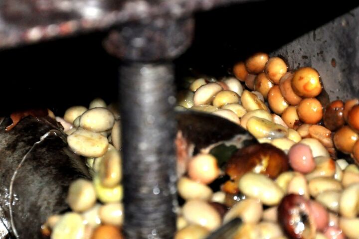 Nasse-Aufbereitung-von-Kaffeebohnen-in-Indonesien-mit-Giling-Basah