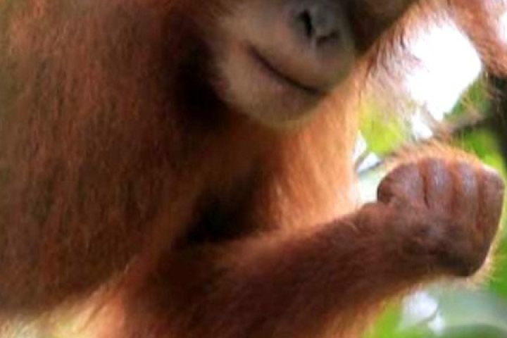 indonesien-orang-utan-projektkaffee-spitzenkaffee-720-960