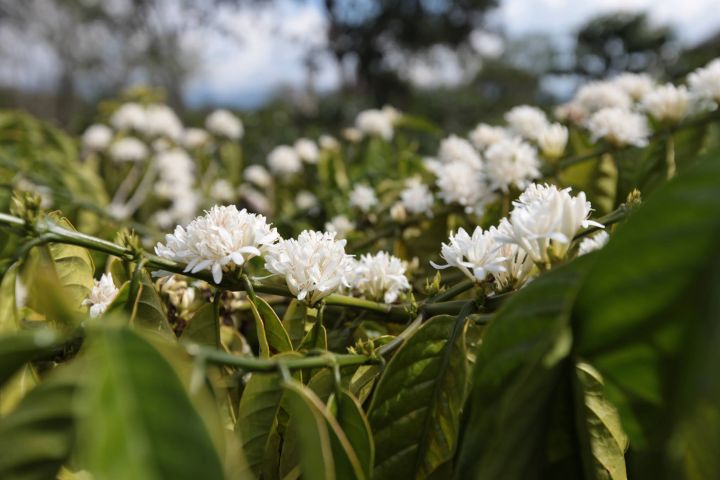 pantan-bener-indonesien-orang-utan-projektkaffee